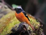 Сибирская горихвостка - Phoenicurus auroreus фото-1