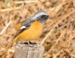 Сибирская горихвостка - Phoenicurus auroreus фото-10