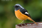 Сибирская горихвостка - Phoenicurus auroreus (Pallas, 1776)