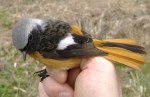 Сибирская горихвостка - Phoenicurus auroreus фото-12