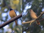 Сибирская горихвостка - Phoenicurus auroreus фото-13