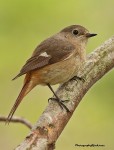 Сибирская горихвостка - Phoenicurus auroreus фото-14