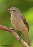Сибирская горихвостка - Phoenicurus auroreus фото-15