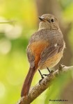 Сибирская горихвостка - Phoenicurus auroreus фото-16