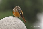 Сибирская горихвостка - Phoenicurus auroreus фото-17