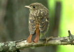 Сибирская горихвостка - Phoenicurus auroreus фото-18