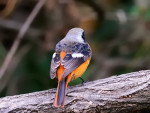 Сибирская горихвостка - Phoenicurus auroreus фото-2