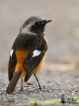 Сибирская горихвостка - Phoenicurus auroreus фото-3