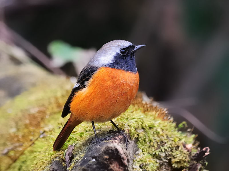 Сибирская горихвостка - Phoenicurus auroreus фото-4