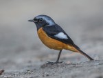 Сибирская горихвостка - Phoenicurus auroreus фото-5