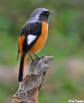 Сибирская горихвостка - Phoenicurus auroreus фото-6