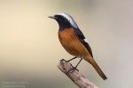 Сибирская горихвостка - Phoenicurus auroreus фото-7