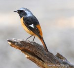 Сибирская горихвостка - Phoenicurus auroreus фото-8