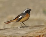 Сибирская горихвостка - Phoenicurus auroreus фото-9