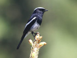 Седоголовая горихвостка - Phoenicurus caeruleocephala