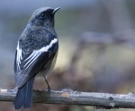 Седоголовая горихвостка - Phoenicurus caeruleocephala фото-10