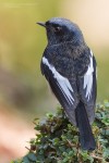 Седоголовая горихвостка - Phoenicurus caeruleocephala фото-11