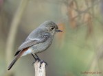 Седоголовая горихвостка - Phoenicurus caeruleocephala фото-12