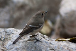 Седоголовая горихвостка - Phoenicurus caeruleocephala фото-13