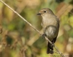 Седоголовая горихвостка - Phoenicurus caeruleocephala фото-14