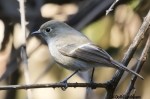 Седоголовая горихвостка - Phoenicurus caeruleocephala фото-15