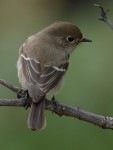 Седоголовая горихвостка - Phoenicurus caeruleocephala фото-16
