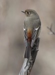 Седоголовая горихвостка - Phoenicurus caeruleocephala фото-17