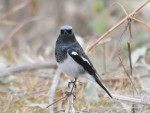 Седоголовая горихвостка - Phoenicurus caeruleocephala фото-2