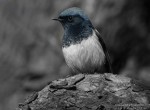 Седоголовая горихвостка - Phoenicurus caeruleocephala фото-6
