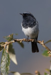 Седоголовая горихвостка - Phoenicurus caeruleocephala фото-7