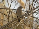 Краснобрюхая горихвостка - Phoenicurus erythrogastrus фото-11