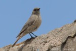 Краснобрюхая горихвостка - Phoenicurus erythrogastrus фото-12