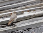 Краснобрюхая горихвостка - Phoenicurus erythrogastrus фото-13