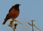 Краснобрюхая горихвостка - Phoenicurus erythrogastrus фото-2