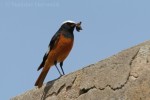 Краснобрюхая горихвостка - Phoenicurus erythrogastrus фото-3