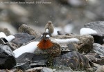 Краснобрюхая горихвостка - Phoenicurus erythrogastrus фото-5