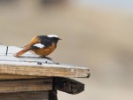 Краснобрюхая горихвостка - Phoenicurus erythrogastrus фото-7