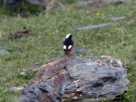 Краснобрюхая горихвостка - Phoenicurus erythrogastrus фото-9