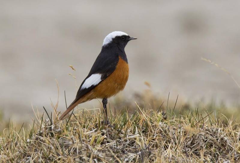Краснобрюхая горихвостка - Phoenicurus erythrogastrus (Güldenstädt, 1775)