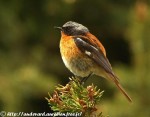 Красноспинная горихвостка - Phoenicurus erythronotus фото-1