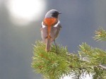 Красноспинная горихвостка - Phoenicurus erythronotus фото-10