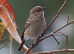 Красноспинная горихвостка - Phoenicurus erythronotus фото-12