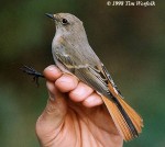 Красноспинная горихвостка - Phoenicurus erythronotus фото-14