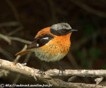 Красноспинная горихвостка - Phoenicurus erythronotus фото-2