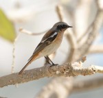 Красноспинная горихвостка - Phoenicurus erythronotus фото-4