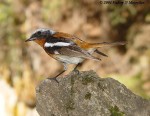 Красноспинная горихвостка - Phoenicurus erythronotus фото-6