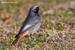 Горихвостка-чернушка - Phoenicurus ochruros фото-10