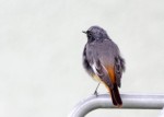 Горихвостка-чернушка - Phoenicurus ochruros фото-11