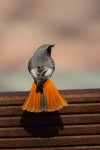Горихвостка-чернушка - Phoenicurus ochruros фото-12