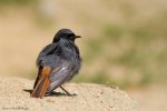 Горихвостка-чернушка - Phoenicurus ochruros фото-13